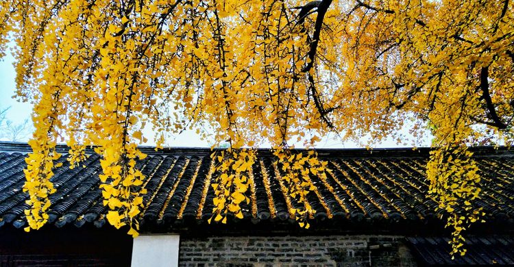 中国秋天最美的大院，徐州民俗馆银杏“披金”引客来