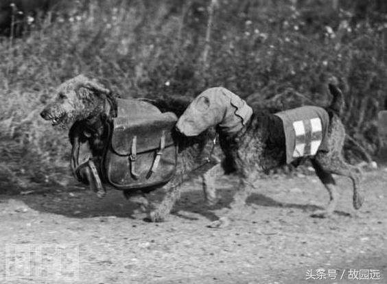 二战中那些陪伴军人出生入死的军犬