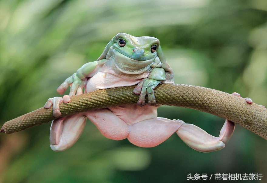 mm被虐图片(印尼摄影师又来虐待“青蛙”了，你能看出破绽吗？)