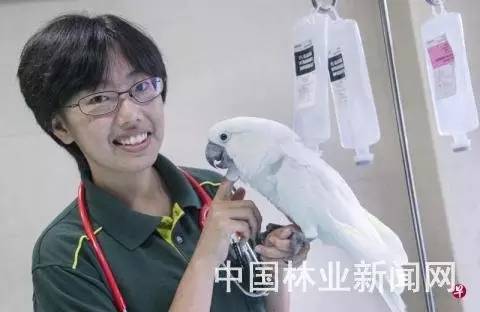 「动物趣闻」新加坡：生病的鸟儿也能看中医-第1张图片-大千世界