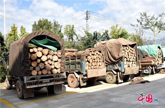 澜沧县森林公安局一天连续查获5起非法运输木材案