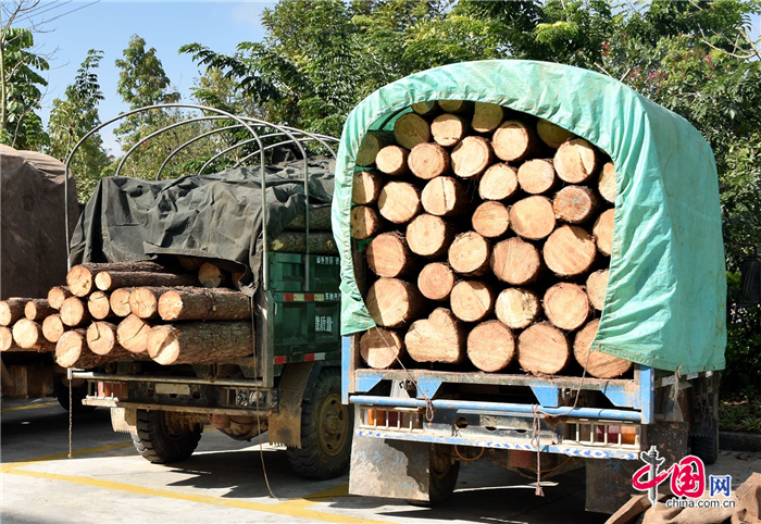 澜沧县森林公安局一天连续查获5起非法运输木材案
