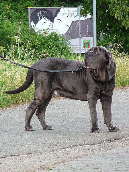 纽波利顿獒犬(大型猛犬-纽波利顿獒犬)