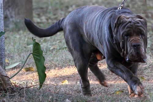 纽波利顿獒犬(大型猛犬-纽波利顿獒犬)