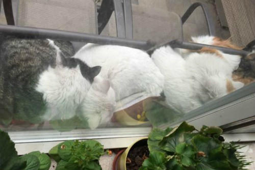 别墅小区里的“猫大王”，花两万多帮助流浪猫治疗，自费给猫绝育