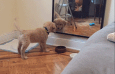 第一次照镜子的狗狗，太可爱了！