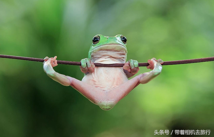 mm被虐图片(印尼摄影师又来虐待“青蛙”了，你能看出破绽吗？)