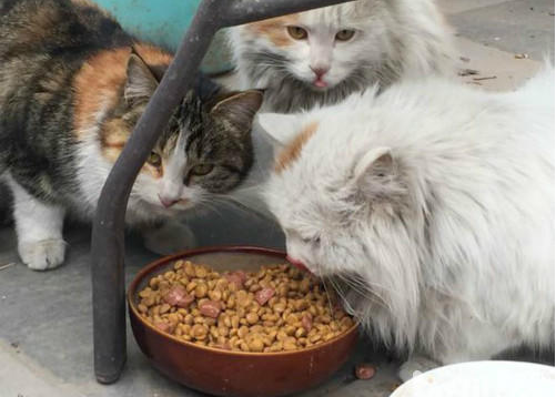 别墅小区里的“猫大王”，花两万多帮助流浪猫治疗，自费给猫绝育