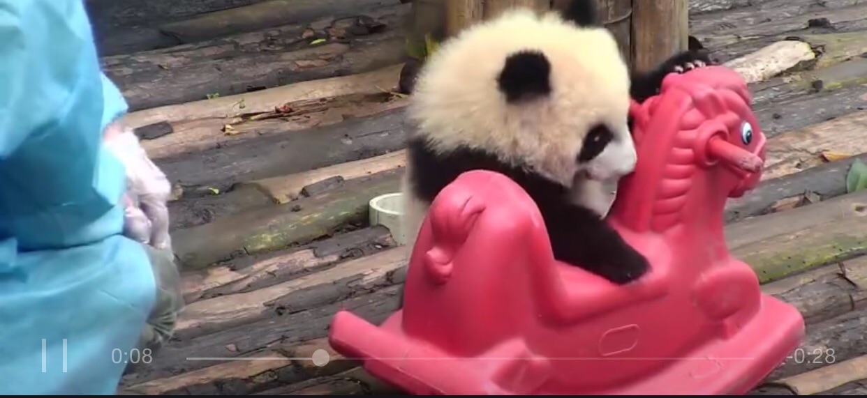 大熊猫为什么能听懂人话，是因为饲养员把它当人养了吗