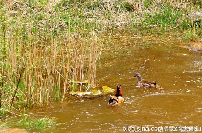 农村野外池塘，水鸡、水鸭，逮到就是美味！