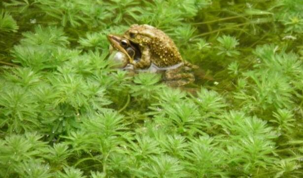 《 动物趣闻:一，各国青蛙的生育方式》-第3张图片-大千世界