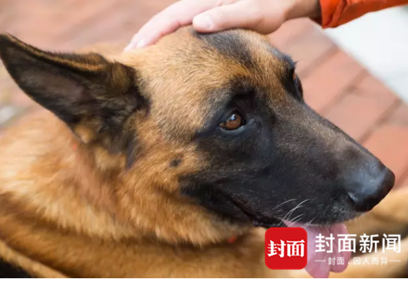 年老多病的功勋搜救犬，我想带你回北川看看