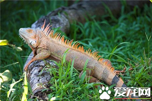 綠鬣蜥喜歡吃什麽 綠鬣蜥喜歡吃高鈣綠色植物