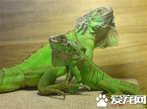 綠鬣蜥喜歡吃什麽 綠鬣蜥喜歡吃高鈣綠色植物