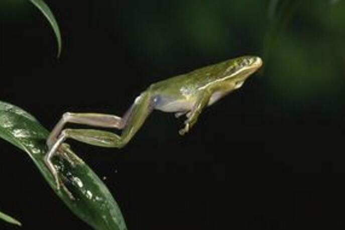《 动物趣闻:一，各国青蛙的生育方式》-第1张图片-大千世界