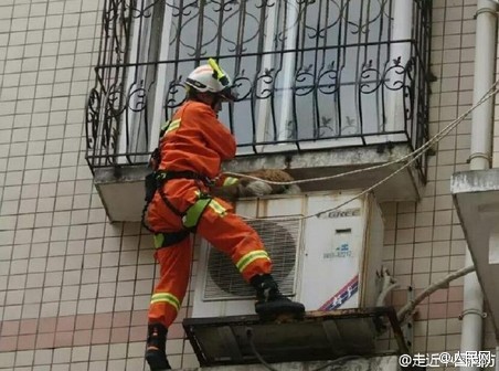 暖心，流浪猫被困5天 消防员攀壁救援
