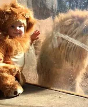 游客戏闹大狮子，在动物园将其小孩抱走，大狮子暴怒在边缘