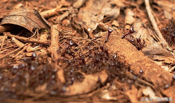 关于蚂蚁的知识有哪些，了解5个有关蚂蚁的趣味知识