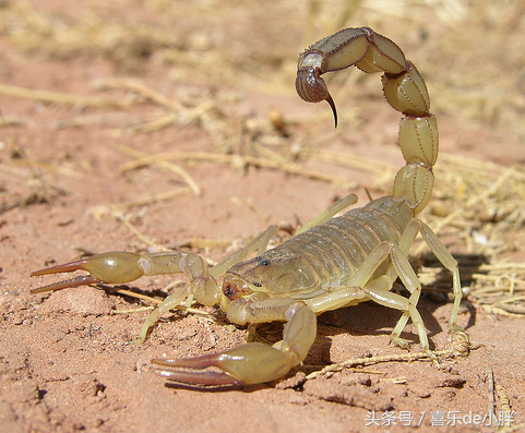 东亚钳蝎毒性大吗(详解全球10大致命毒蝎)