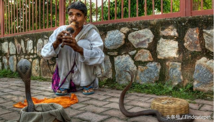 惊！印度发现新毒蛇物种，