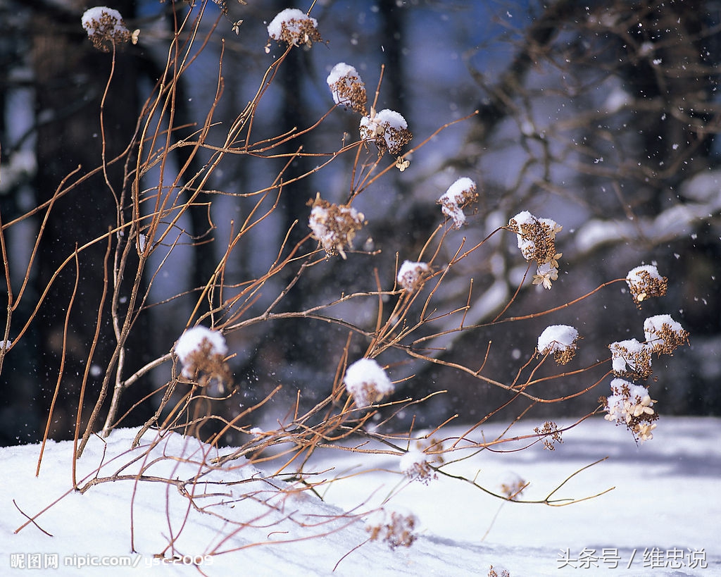 雪花朵朵 - 关于雪花的散文图片