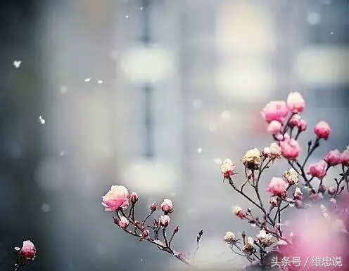 雪花朵朵 - 关于雪花的散文图片
