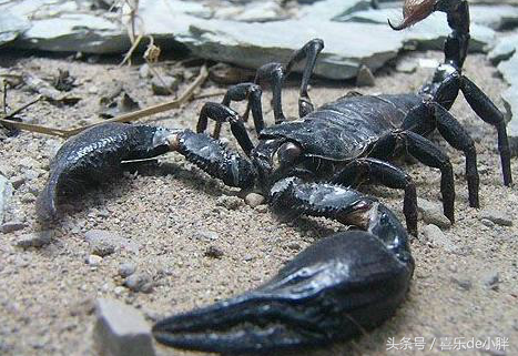 现存最大的五毒之首-非洲帝王蝎
