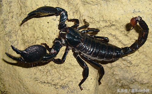 现存最大的五毒之首-非洲帝王蝎