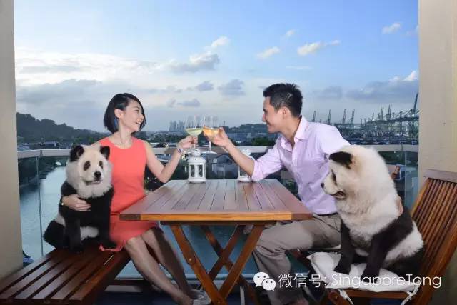 3只熊猫在新加坡的奢侈生活，住圣淘沙超大豪宅，享用最好食物！
