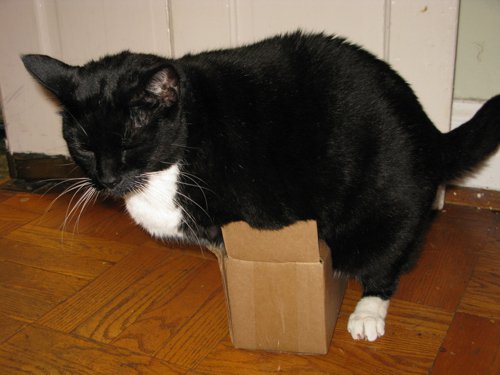 听说喵主子都爱钻箱子，如今我已经有了箱子 还差一只猫！