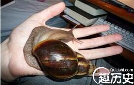 全球最恐怖的外来生物物种入侵事件大盘点