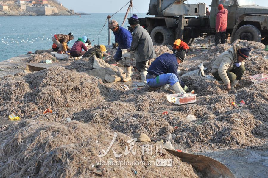 海龙鱼图片,海龙鱼图片大全