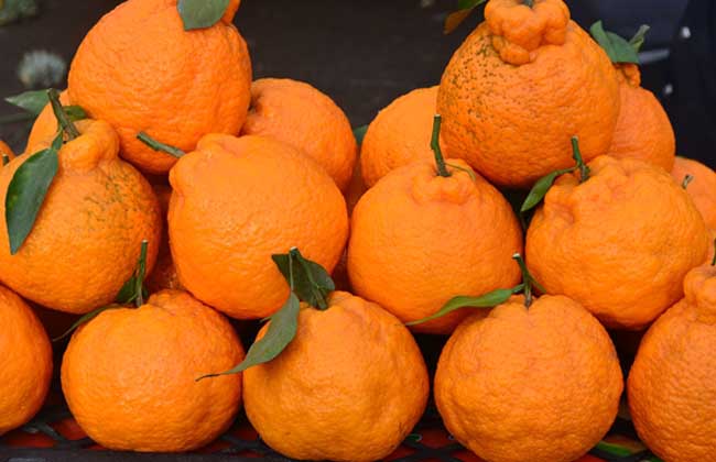 生活小常识：丑橘的功效与作用