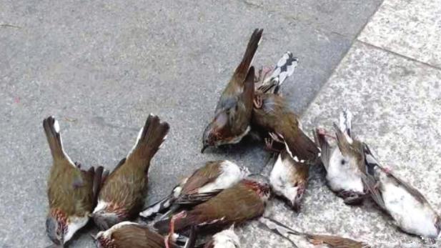 鸽子莫名其妙集体在楼下自杀，发现死亡原因人们愣住了！