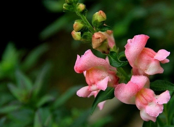 金鱼草花语是什么 逐日一花 花语吉祥如意 赤贫如洗之金鱼草 寓意美满有金有鱼 护花日记 花卉知识田园大全 花语的秘密世界