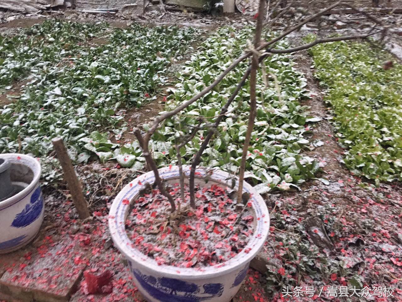 豫西山区大年初四下雪了