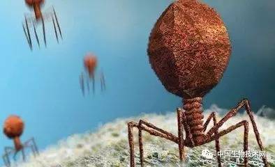 我们用微信群聊，噬菌体们用啥群聊？