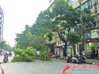 市区绿茵路一绿化树倒伏 未造成人员伤亡