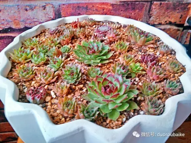 多肉串烧：我携美肉来拜年！