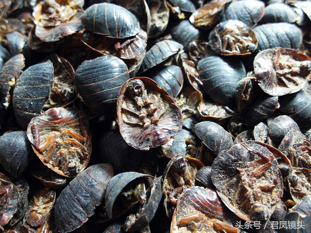 土鳖虫别名叫什么(传统的名贵中药土鳖虫特征讲解)