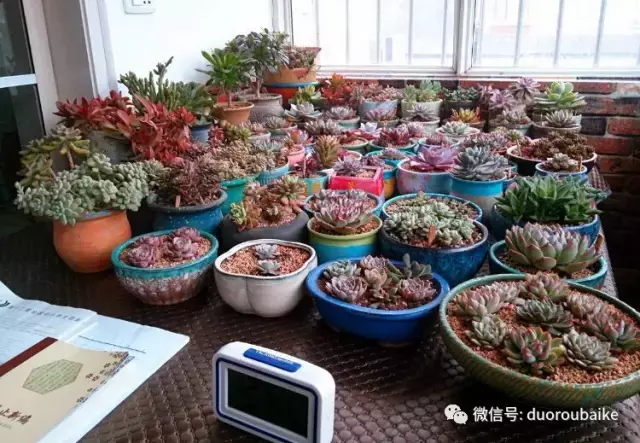 多肉串烧：我携美肉来拜年！