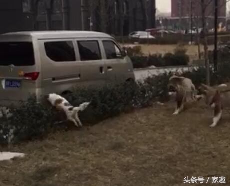 两条阿拉斯加犬，居然抓不住一条小狗，这下雪橇三傻脸丢大了！