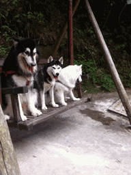 两条阿拉斯加犬，居然抓不住一条小狗，这下雪橇三傻脸丢大了！