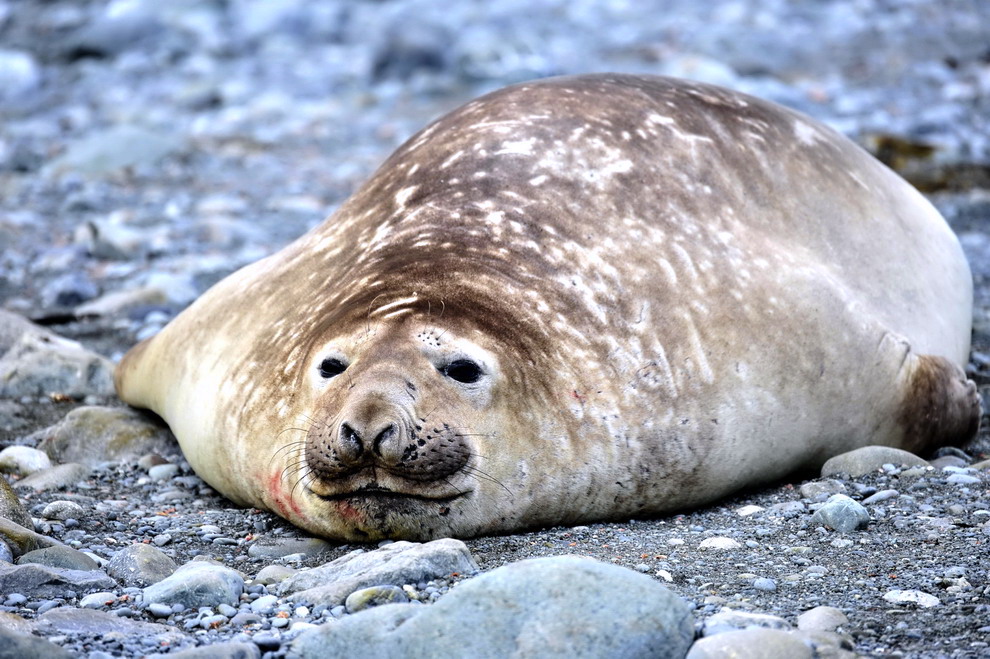 南极海豹 这些胖的没腰的家伙 却过着自由自在的日子 宠物 蛋蛋赞