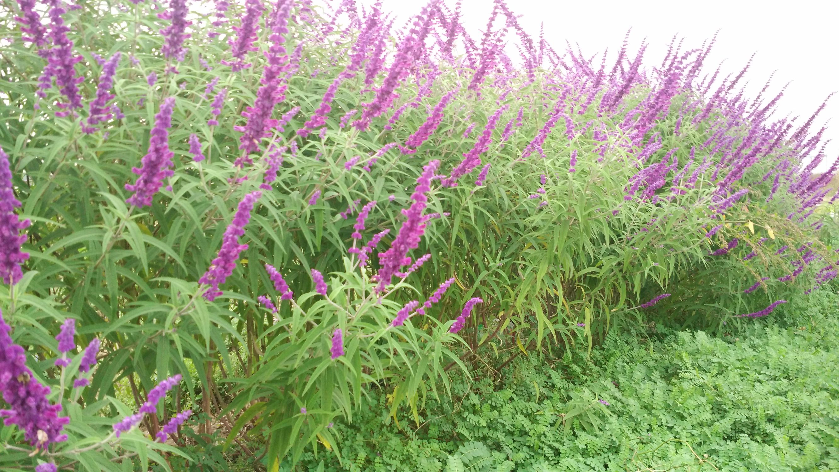 草本花卉(一二年生和多年生)