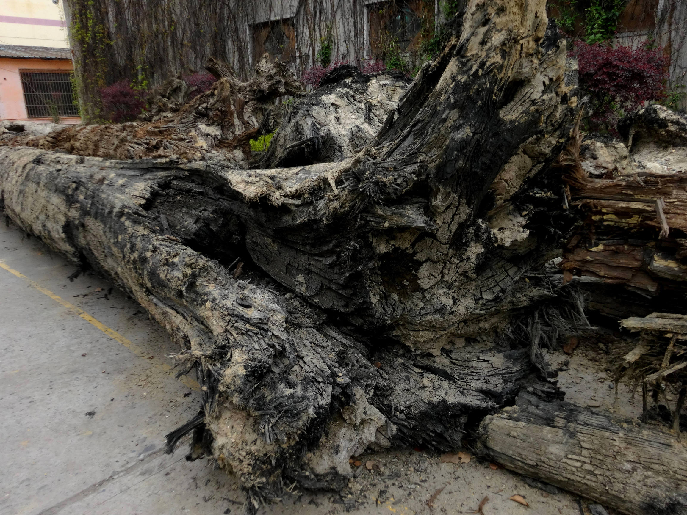 被称为“东方神木”的阴沉木不可再生，还有祛风除湿之功效