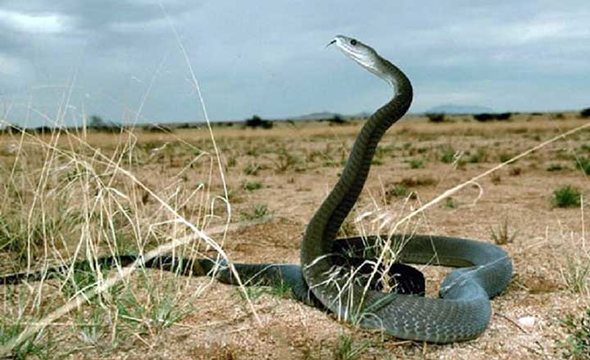 生命力最强的生物(科普动物界生命力最顽强的10种生物)