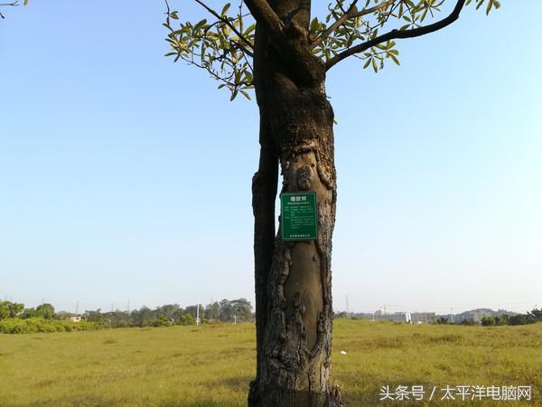 荣耀8青春版评测：1099元起售，颜值很高，实力不俗！