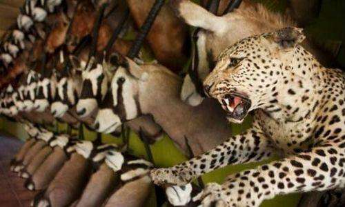 偷猎者豹子标本制作过程，手法残忍