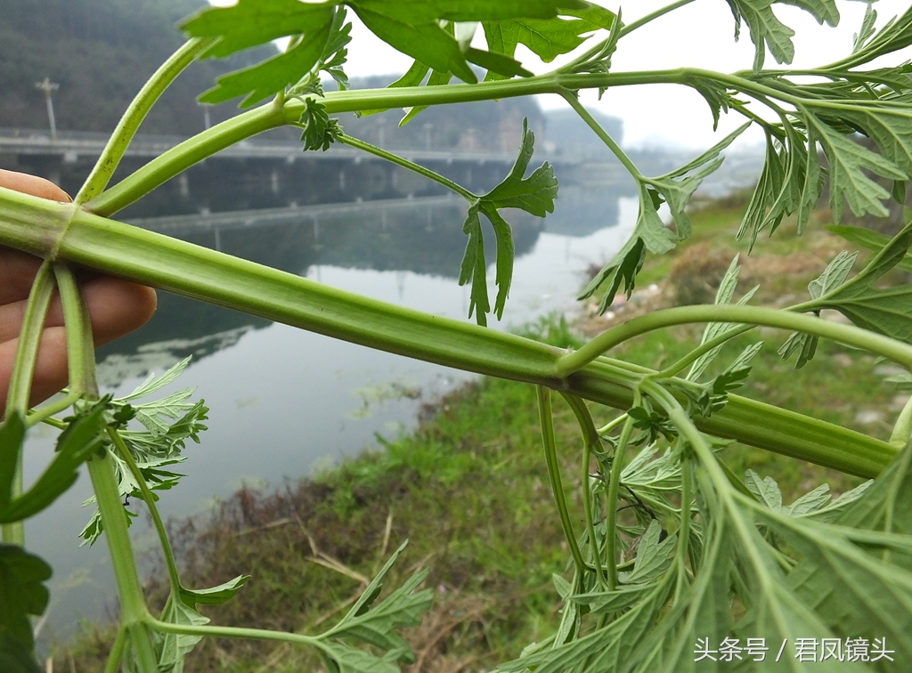 益母草长啥样（深扒历代医家治疗妇科病的要药益母草）